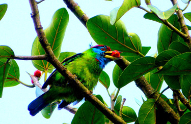 Bird Watching Tour in Bangladesh