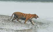 sundarban