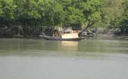 sundarban